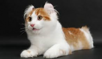American curl (Amerikaanse kruloorkat)